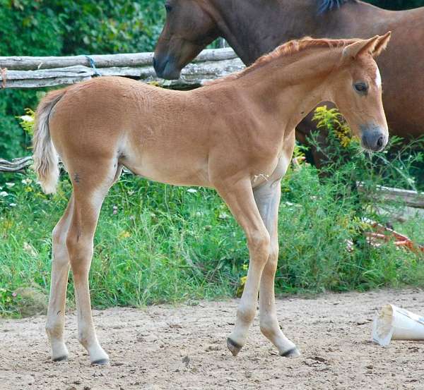 morgan-horse