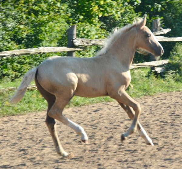 sport-morgan-palomino-horse