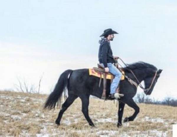 all-around-tennessee-walking-horse