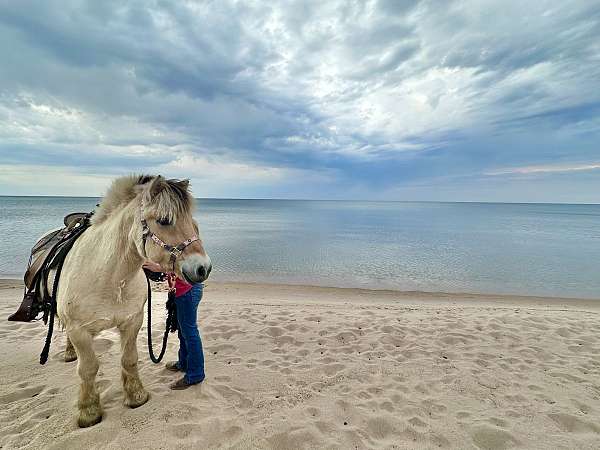 halter-fjord-horse