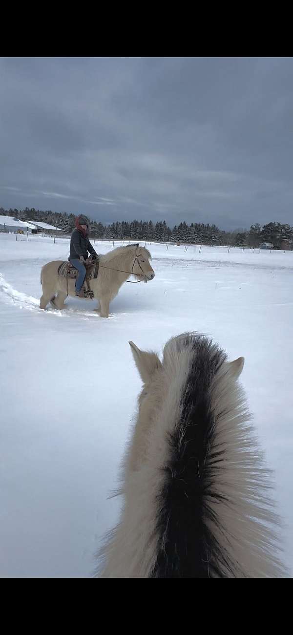 harness-fjord-horse