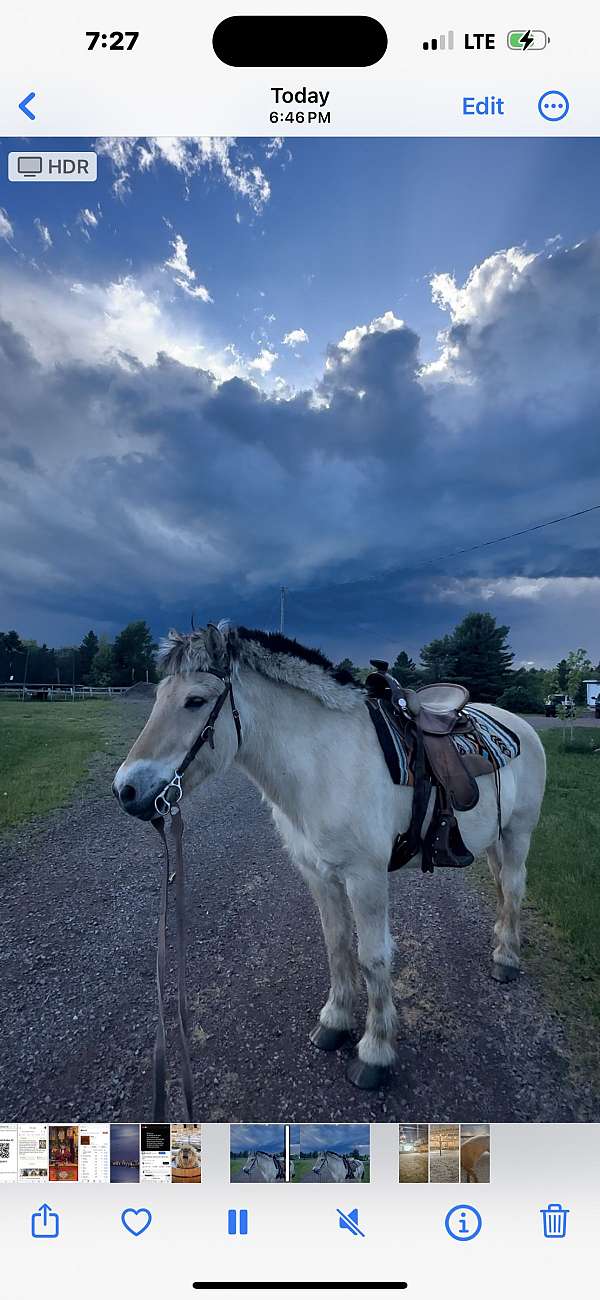 kid-safe-fjord-horse