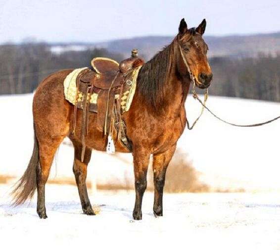 all-around-quarter-horse