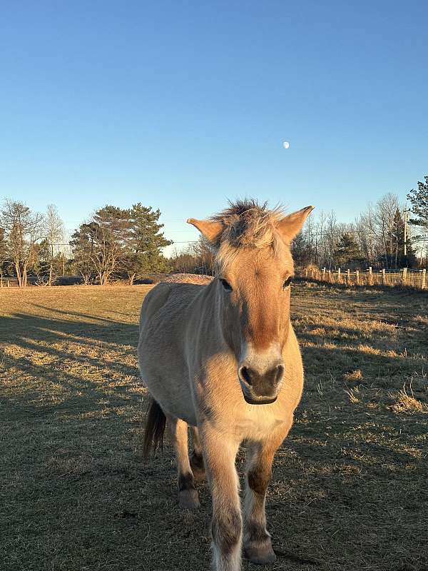 beginner-fjord-horse