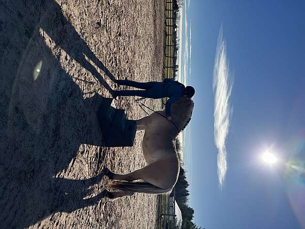 kid-safe-fjord-horse