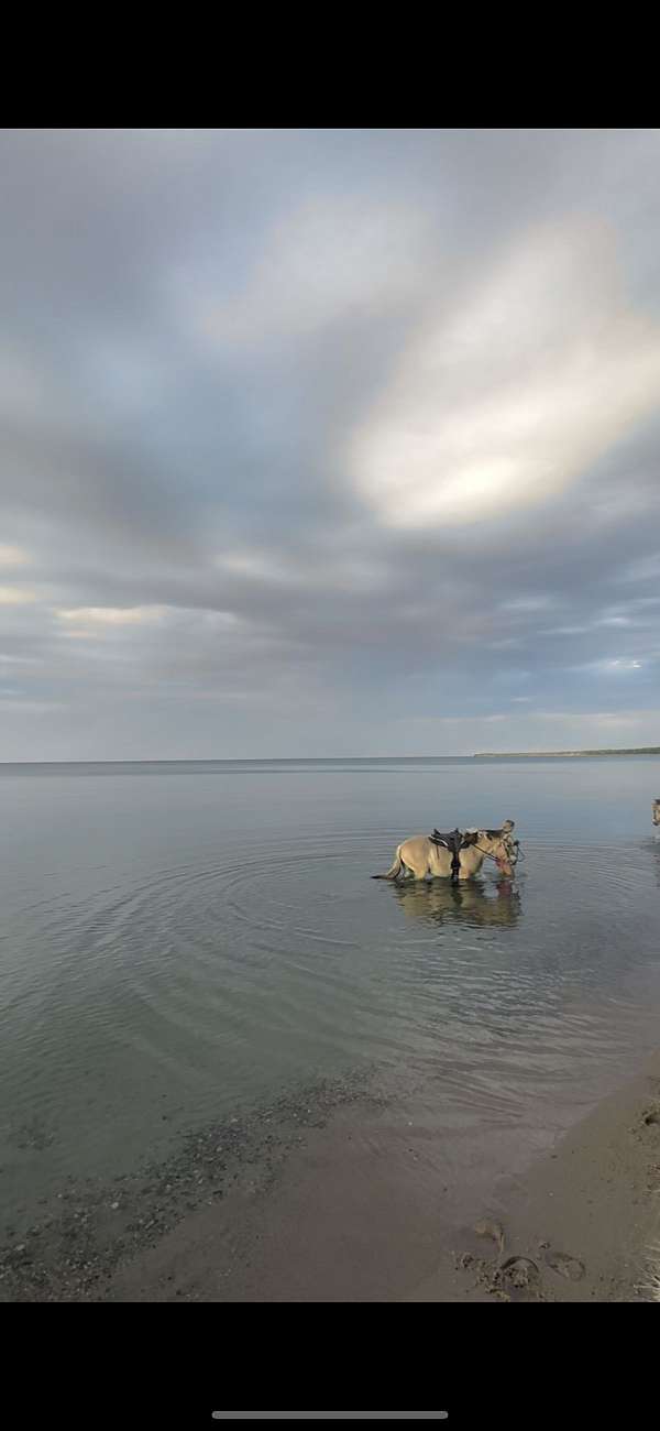 lesson-fjord-horse