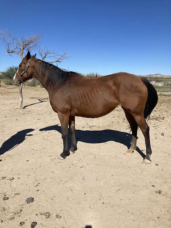 bay-thoroughbred-broodmare