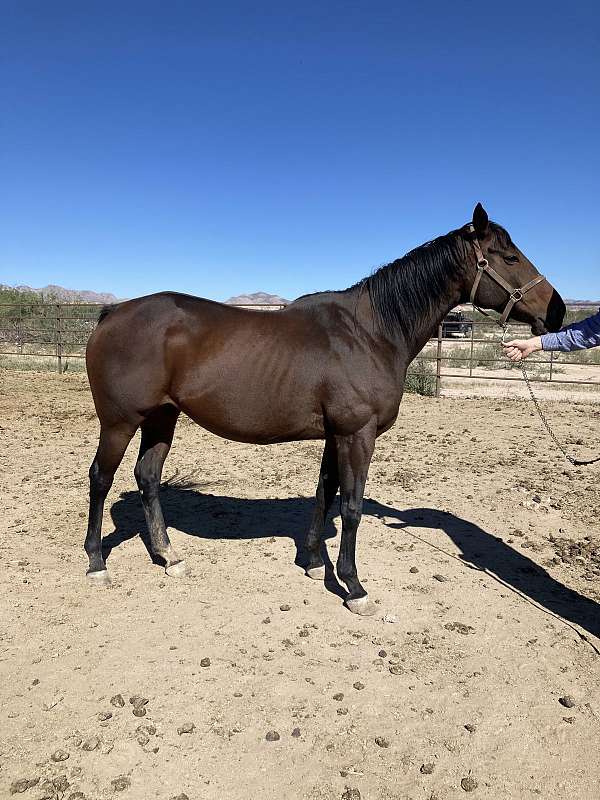 bay-thoroughbred-broodmare