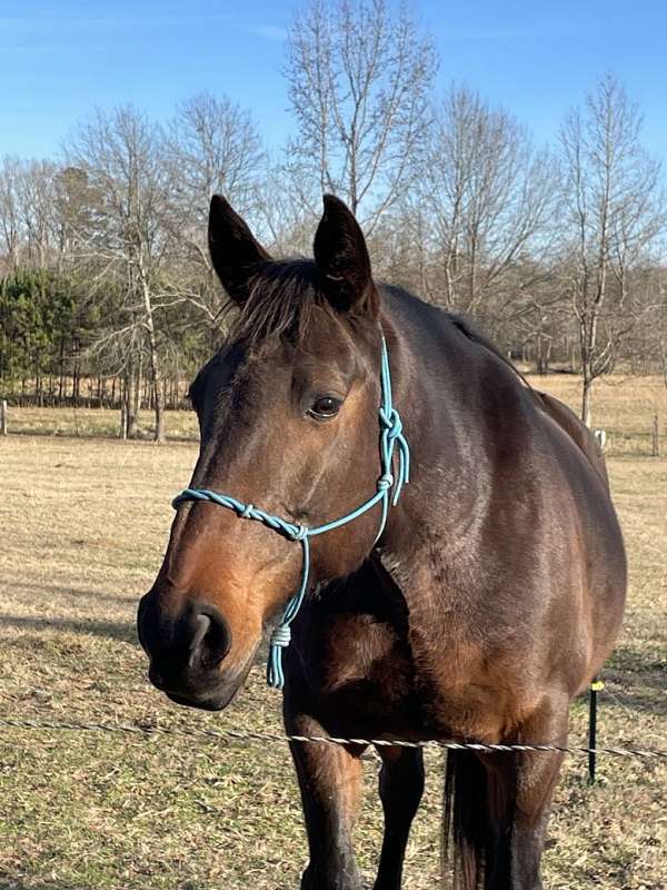 all-around-standardbred-horse