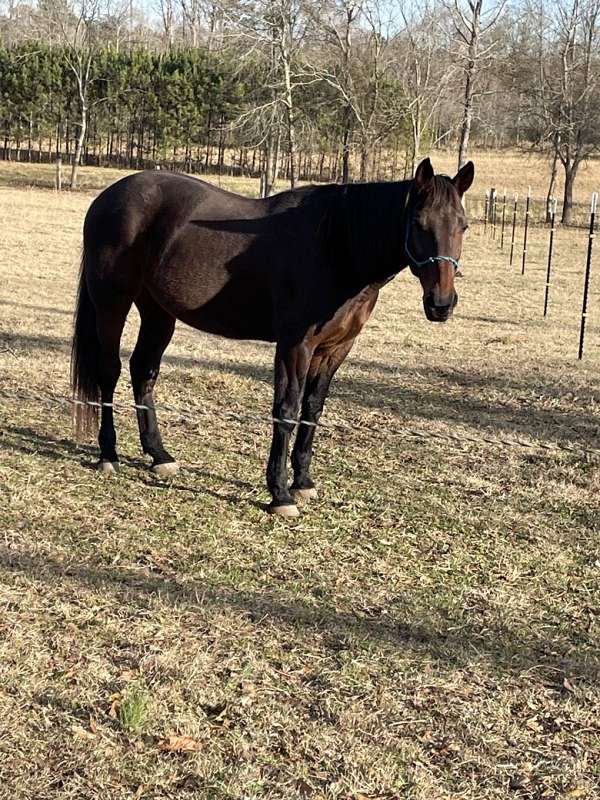 driving-standardbred-horse