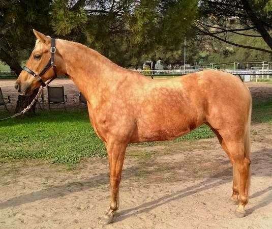 skeeter-chex-arabian-horse