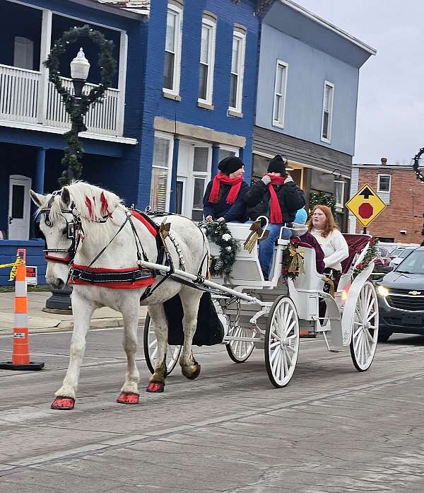 draft-percheron-horse