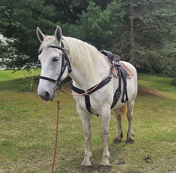 coggins-test-percheron-horse