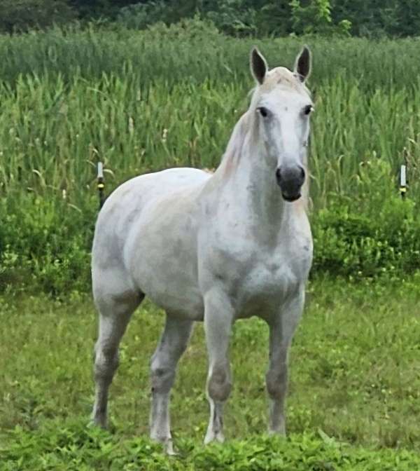 current-coggins-percheron-horse