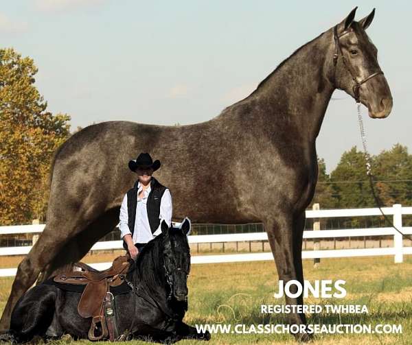 club-tennessee-walking-horse