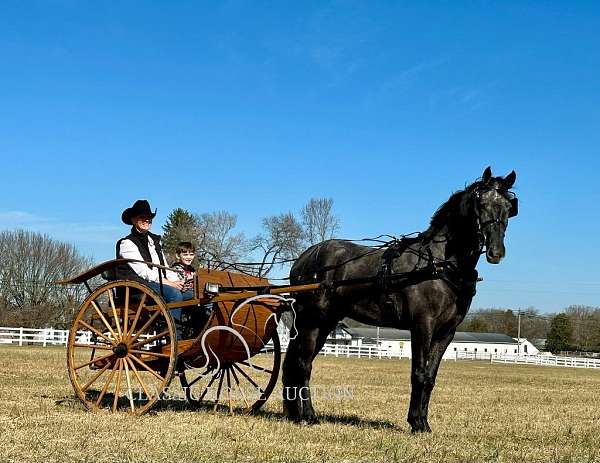 driving-single-tennessee-walking-horse