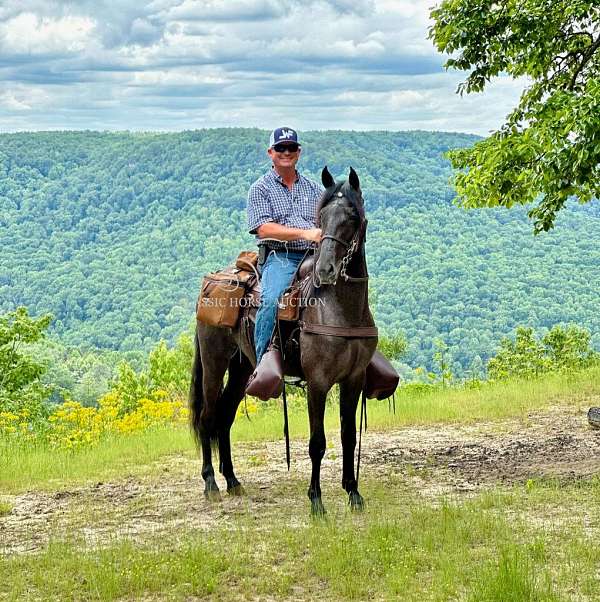 equestrian-tennessee-walking-horse