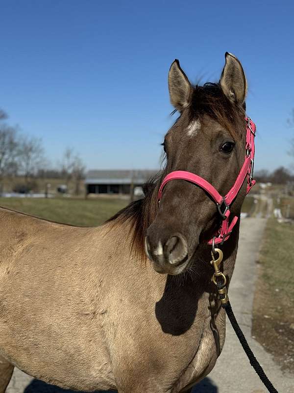 beginner-rocky-mountain-horse