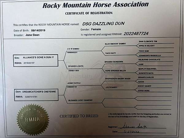 double-registered-rocky-mountain-horse