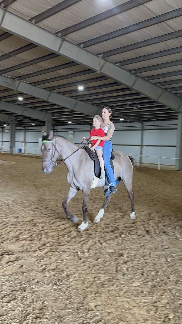 breeding-rocky-mountain-horse