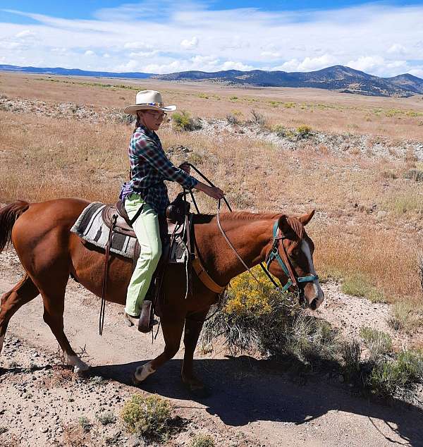 ranch-quarter-horse