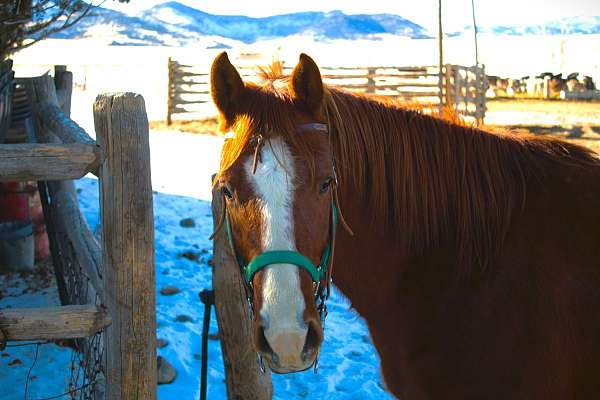 ranch-work-quarter-horse