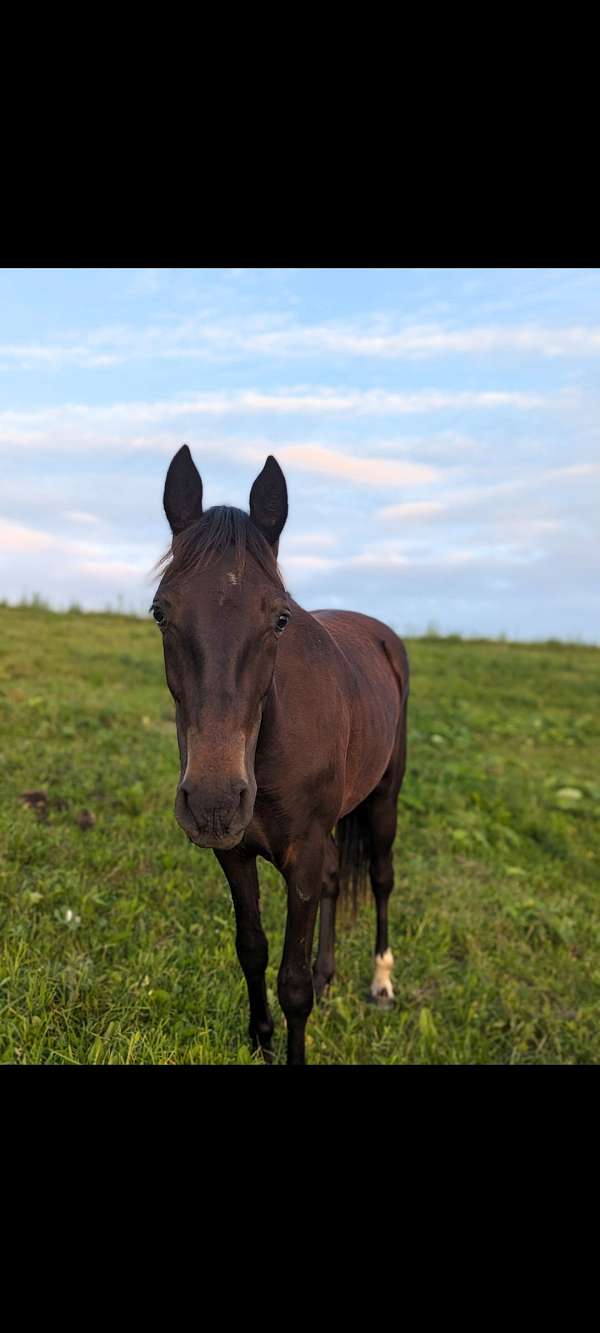 cross-harness-standardbred-horse