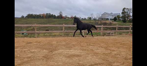 cross-harness-filly