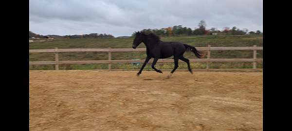 classical-dutch-warmblood-horse