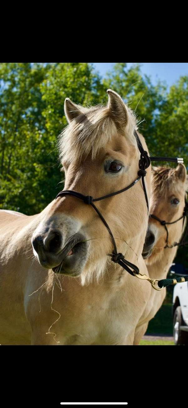 driving-fjord-horse