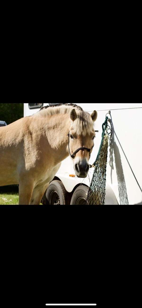 halter-fjord-horse