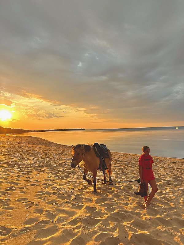 harness-fjord-horse