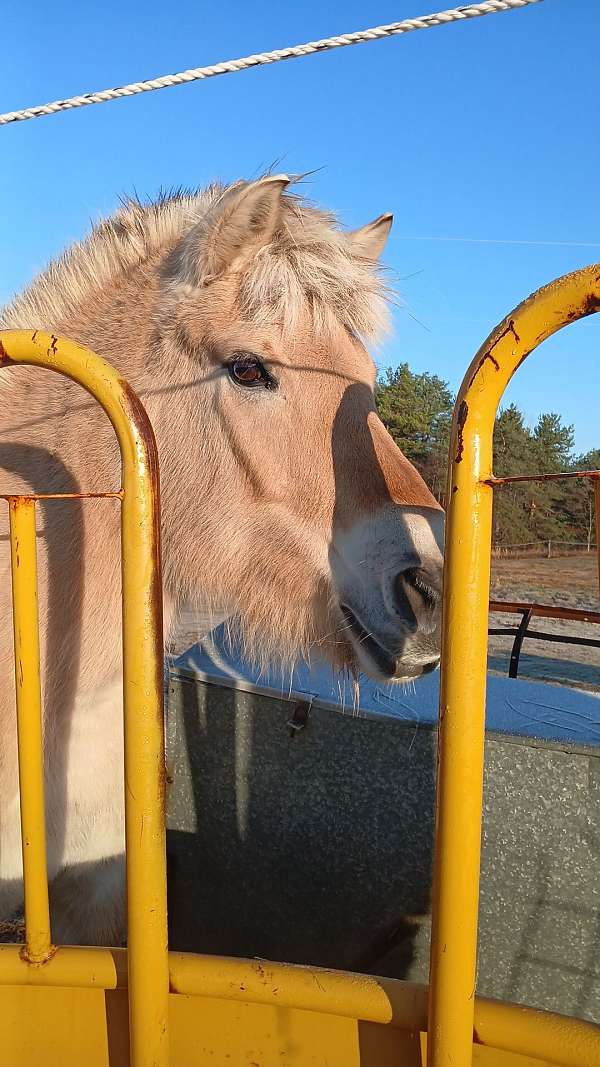 longe-line-fjord-horse