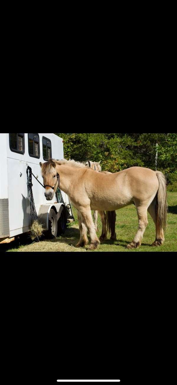 harness-fjord-horse