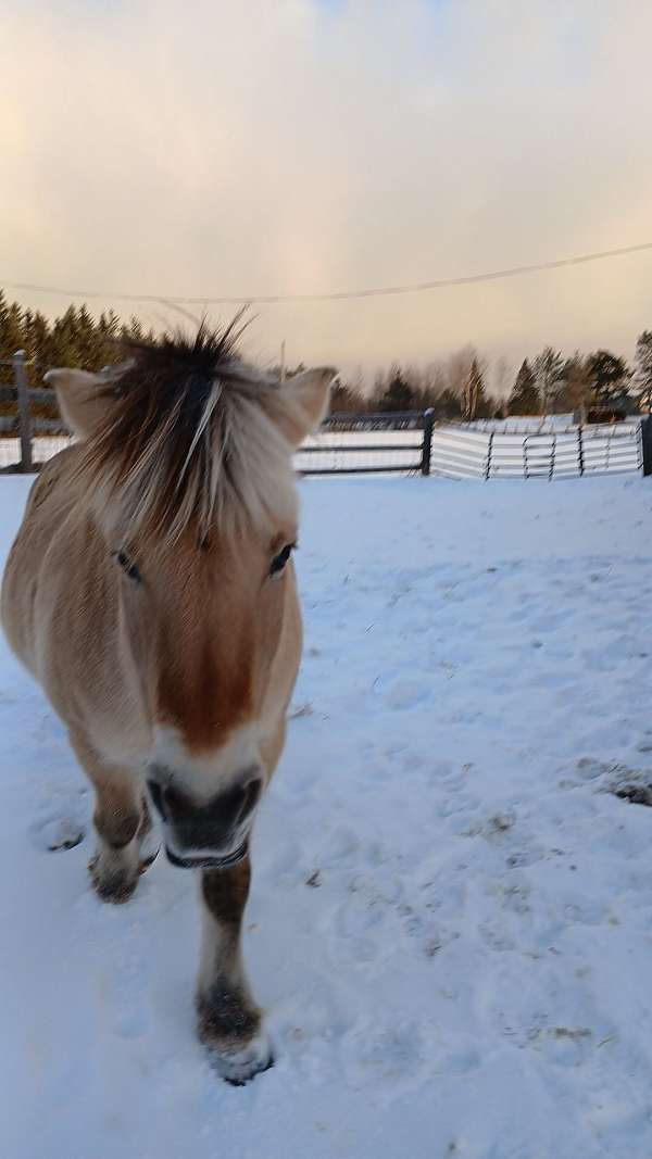 kid-safe-fjord-horse