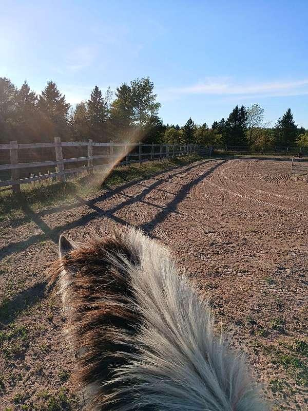 trail-fjord-horse