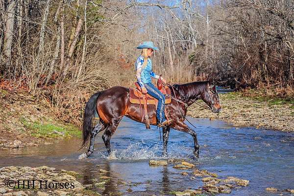 athletic-quarter-horse