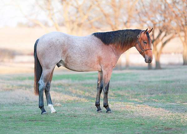 athletic-quarter-horse