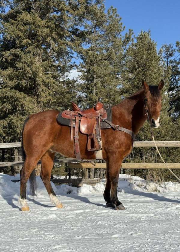 calf-roping-quarter-horse