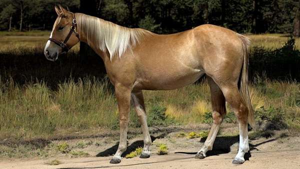 athletic-quarter-horse