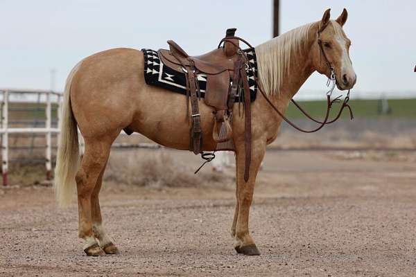 all-around-quarter-horse