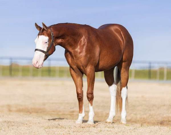 athletic-quarter-horse