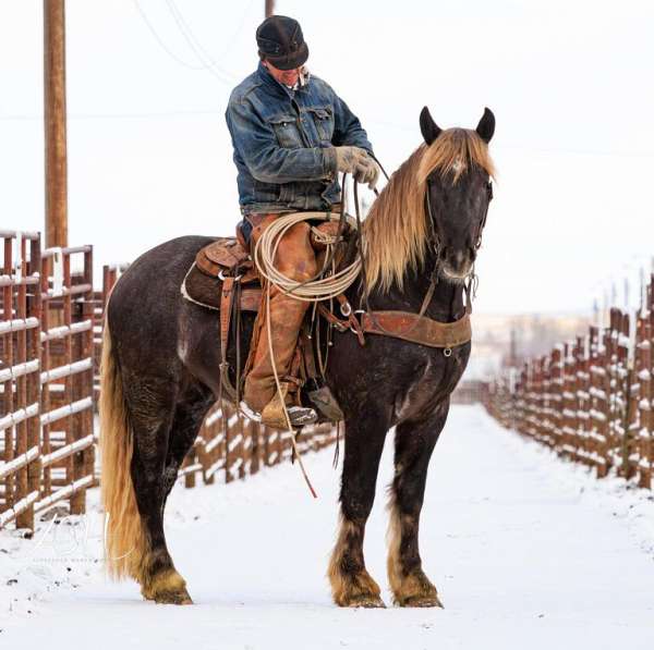 all-around-draft-horse