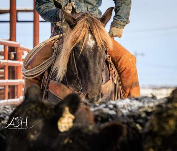 athletic-draft-horse