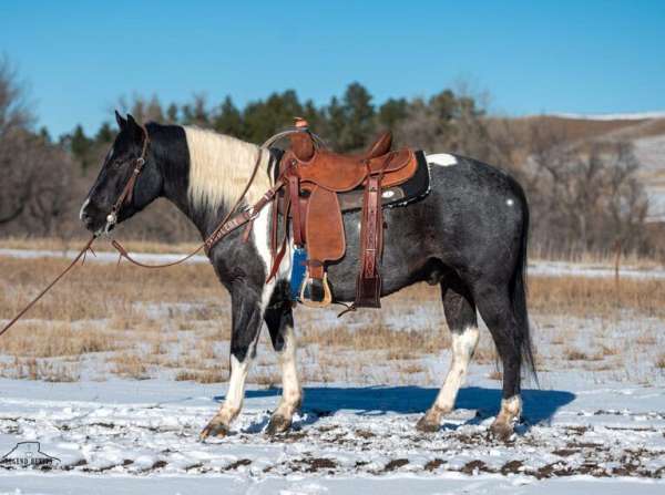 all-around-draft-horse