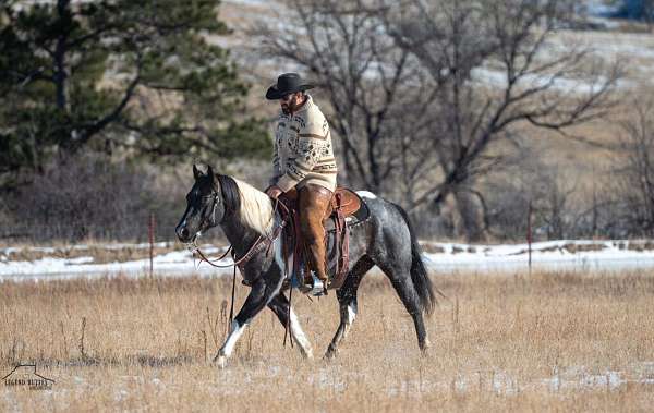 athletic-draft-horse