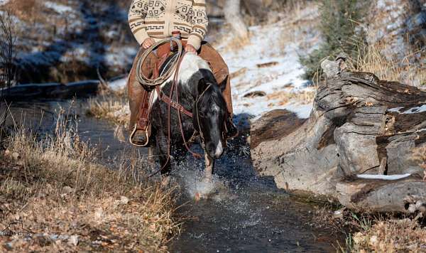 cross-draft-horse