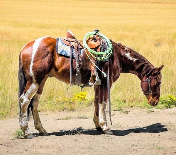 all-around-paint-horse