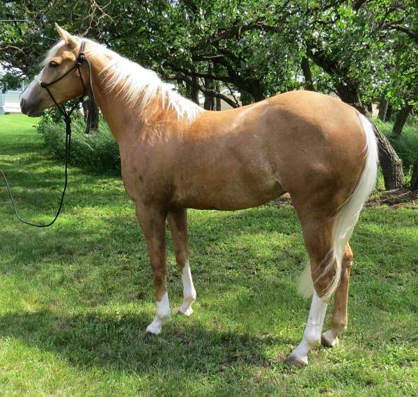 calf-roping-quarter-horse