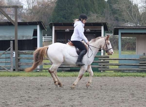 large-pony-poa